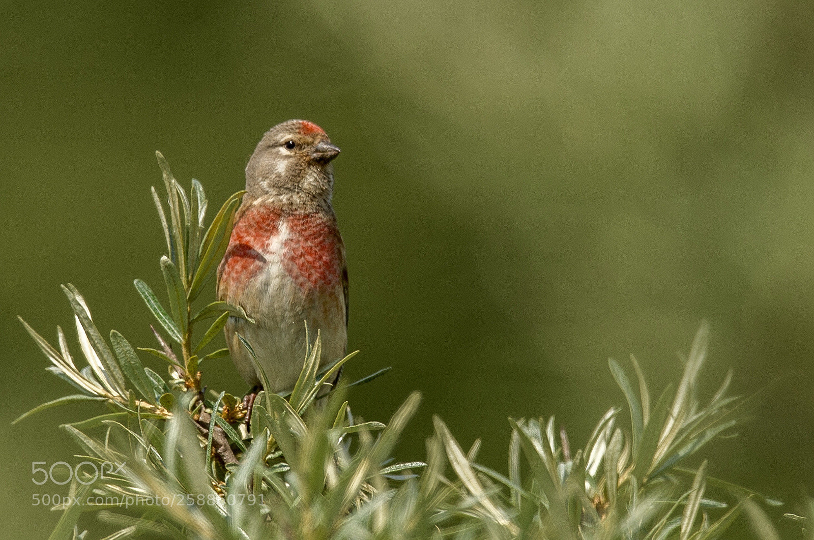 Nikon D4S sample photo. Red lookin out over photography