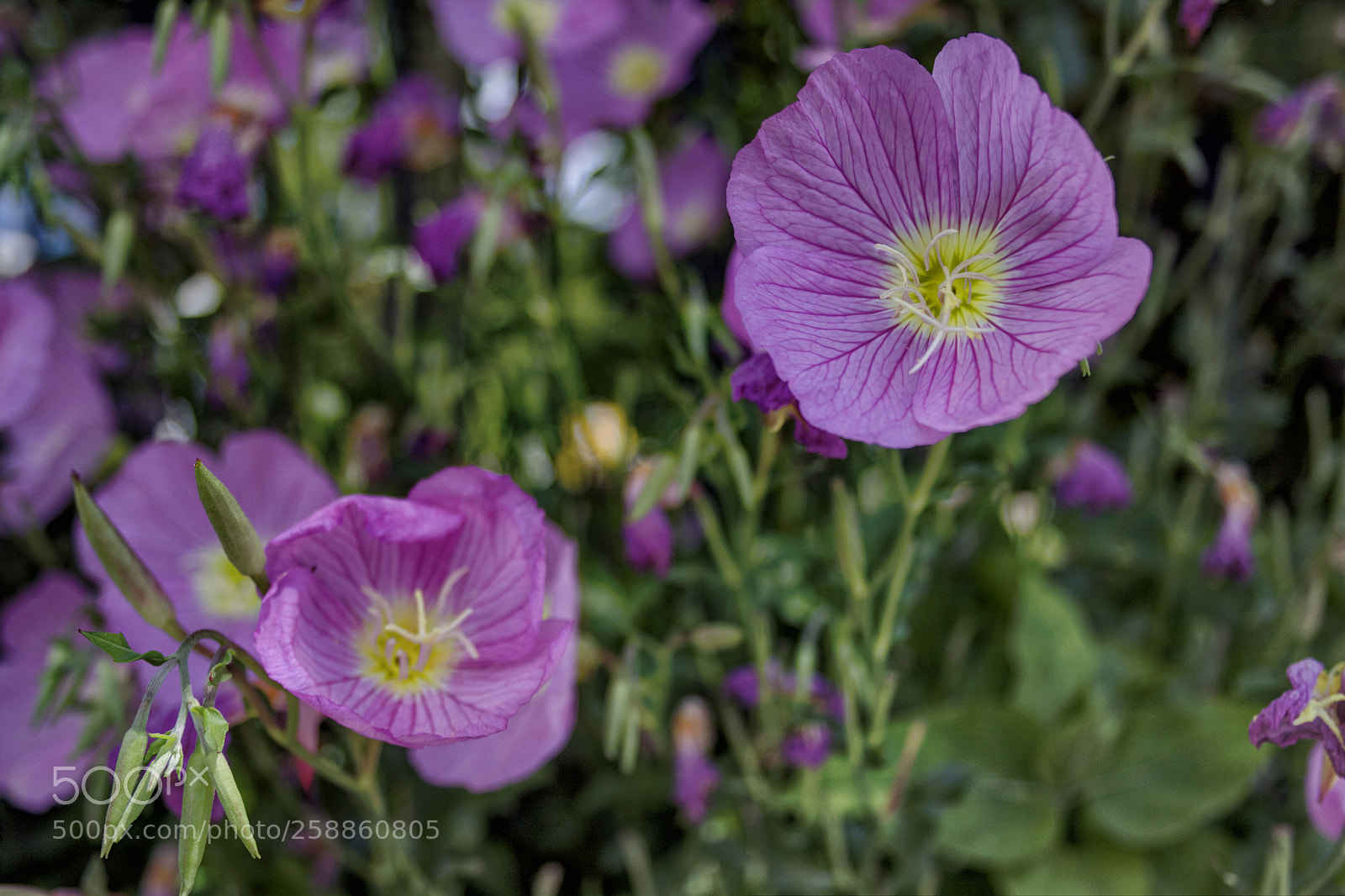Canon EOS 50D sample photo. Flowers photography