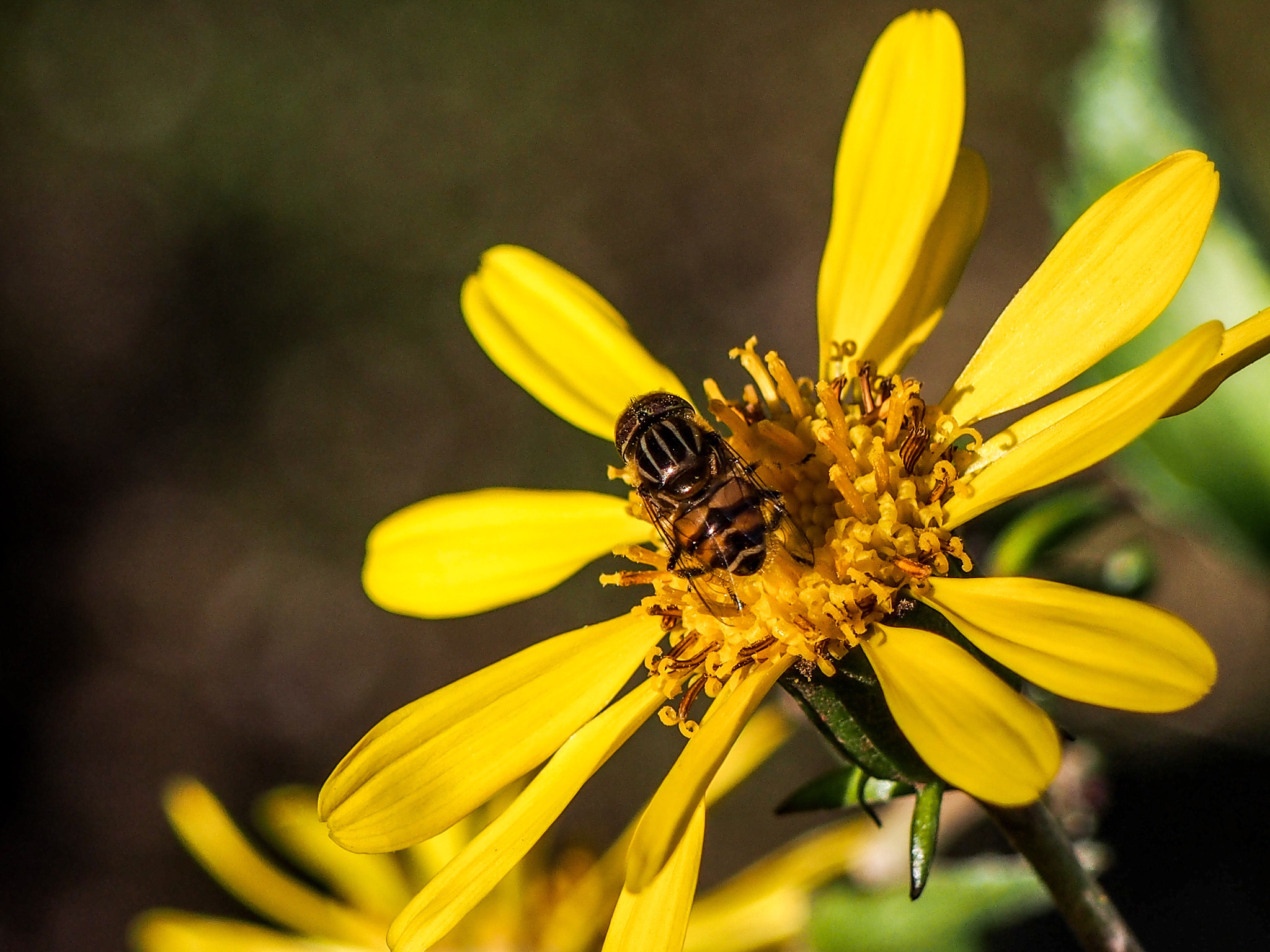 Olympus PEN E-PL5 sample photo. Bee mine photography
