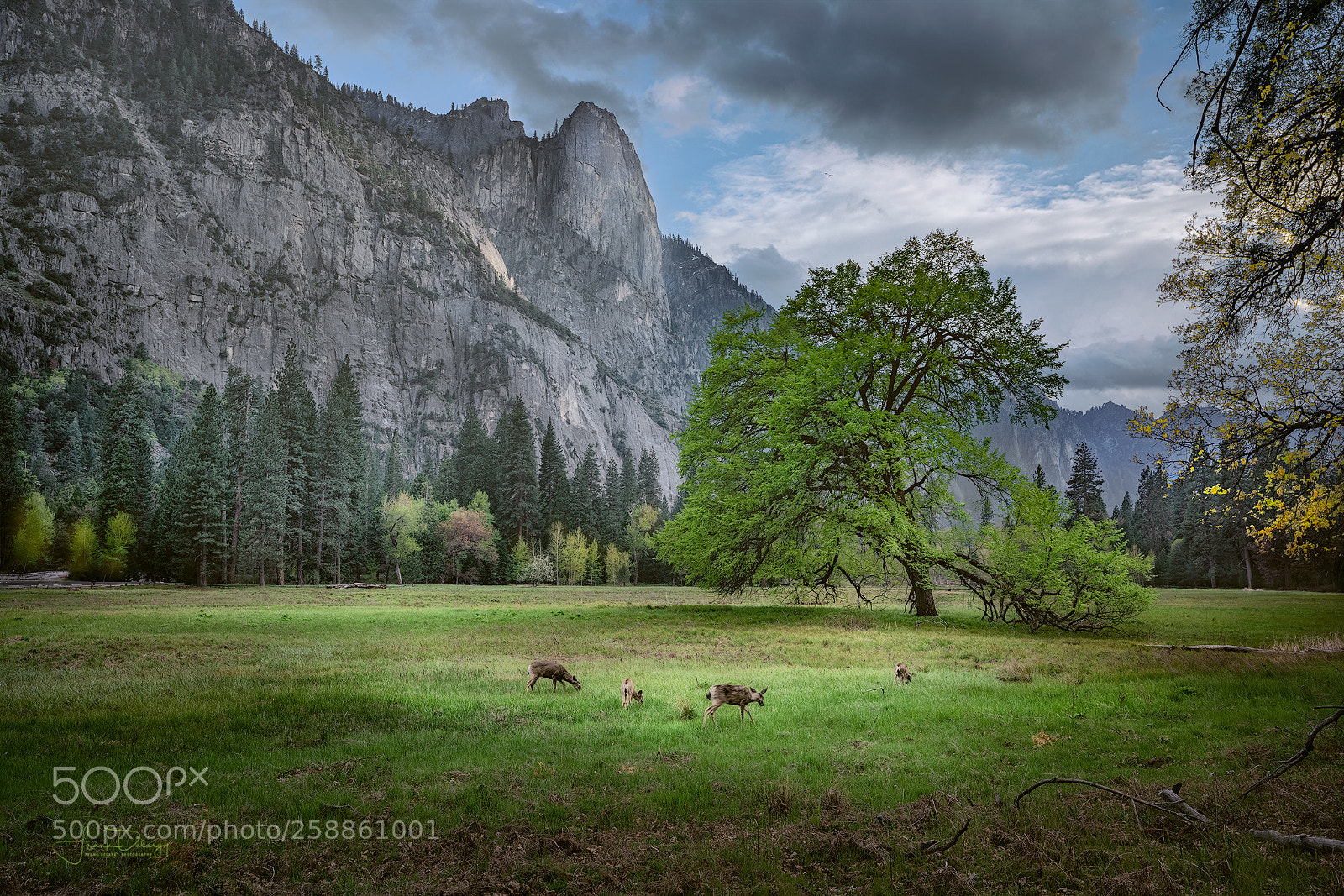 Sony a7R III sample photo. Deer in the meadow photography