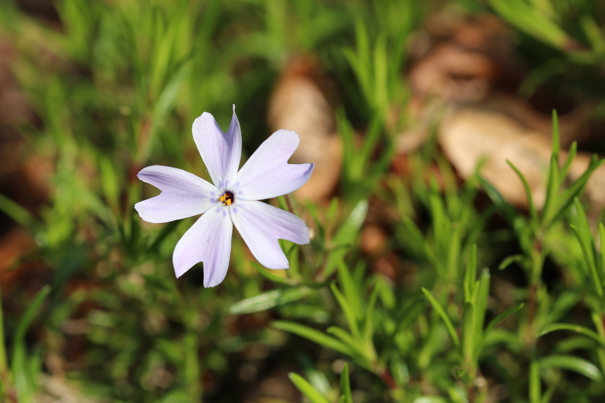 Sigma 105mm F2.8 EX DG OS HSM sample photo. Nature photography