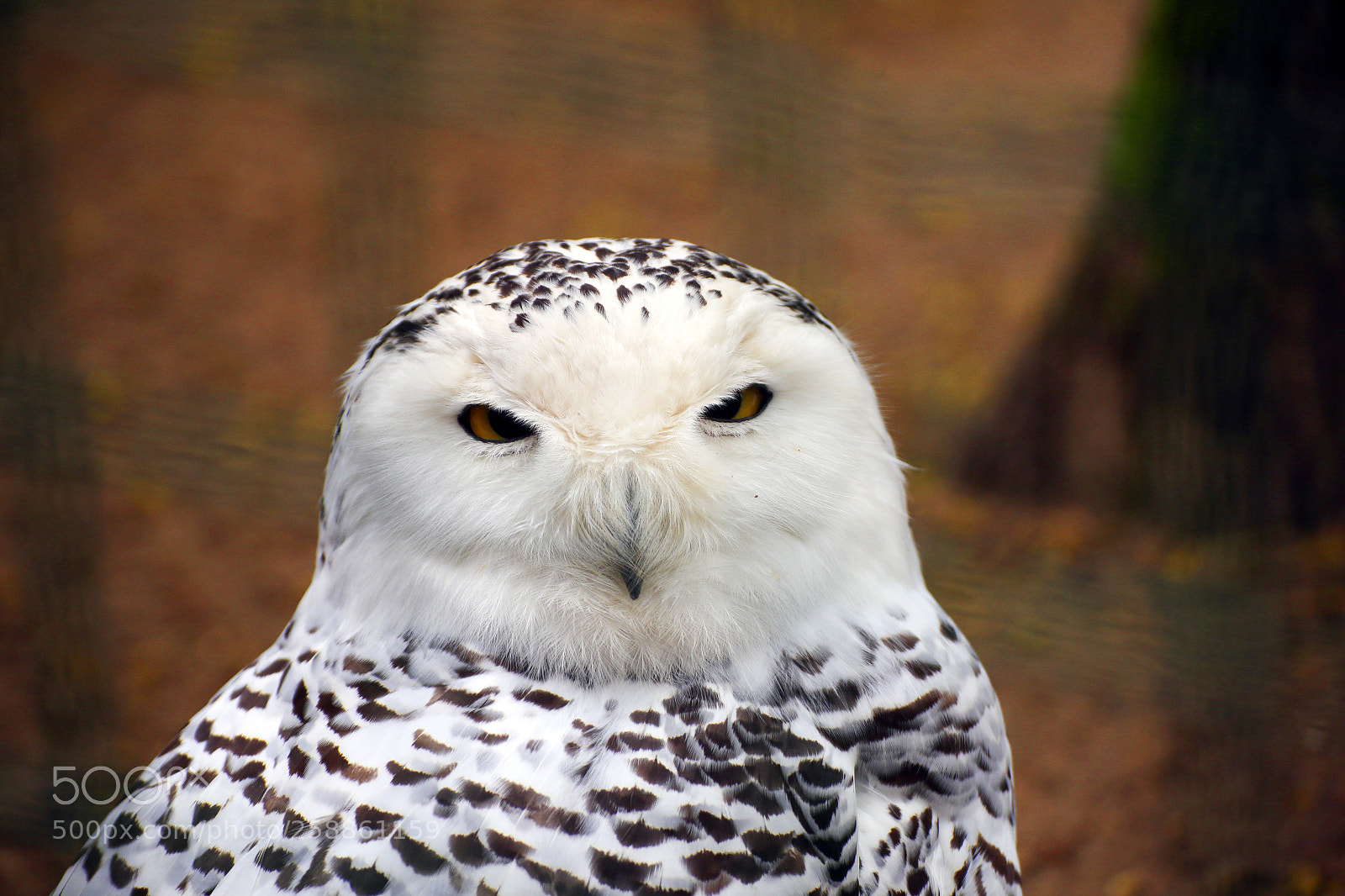 Canon EOS 6D sample photo. Owl photography