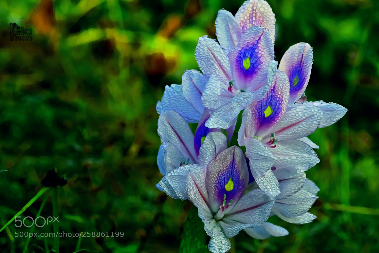 Canon EOS 77D (EOS 9000D / EOS 770D) sample photo. Frying flowers photography