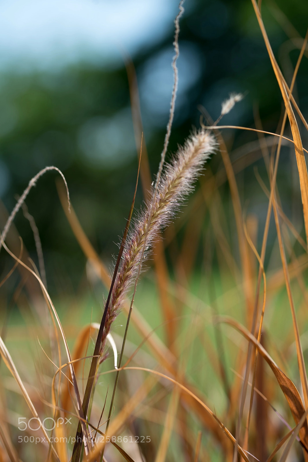 Nikon D610 sample photo. Macro photography