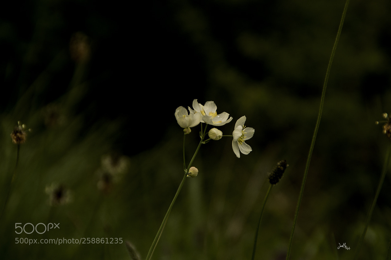 Sony SLT-A58 sample photo. Flores silvestres i. photography