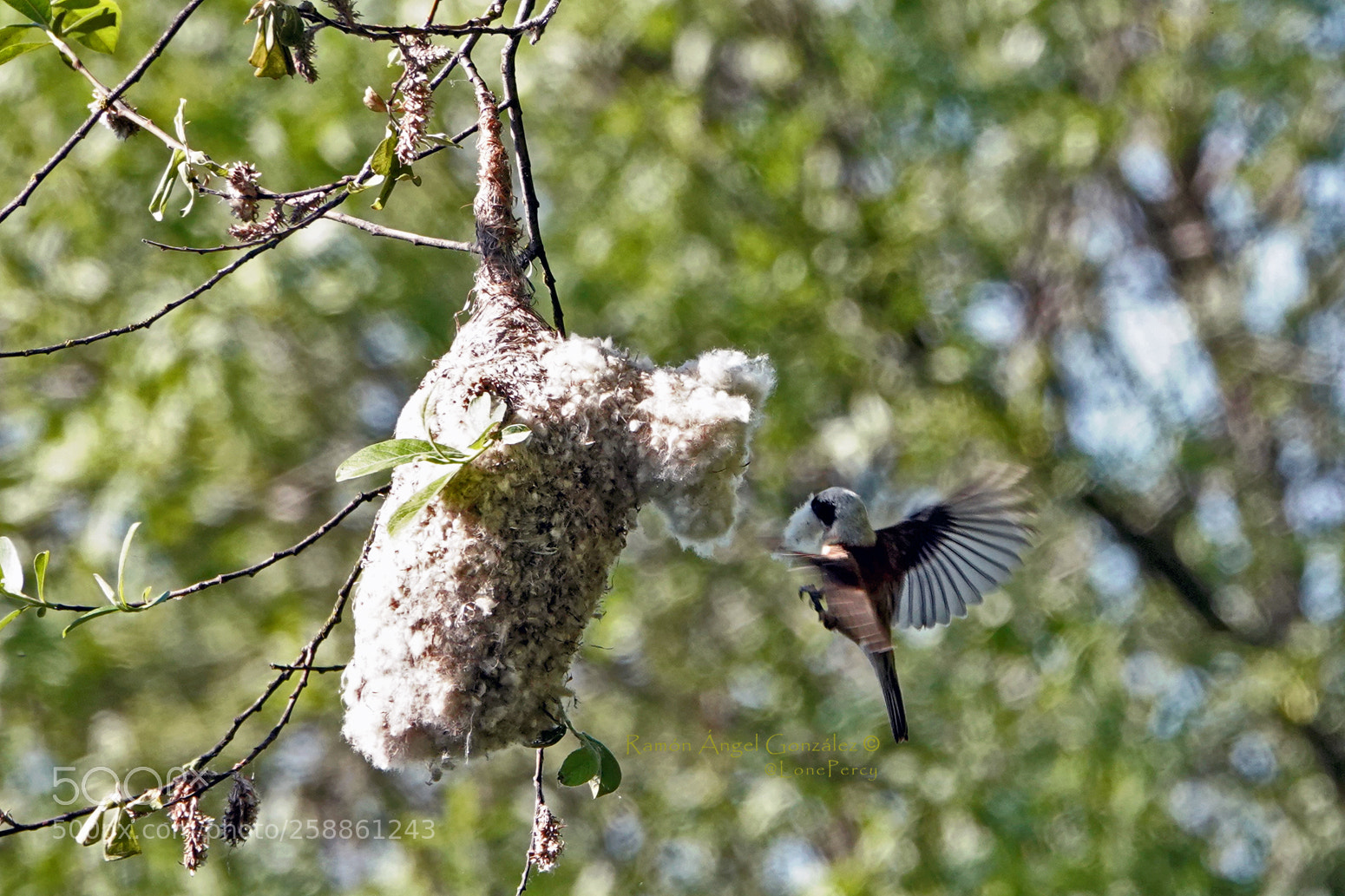 Sony Cyber-shot DSC-RX10 IV sample photo. Eurasian penduline tit carrying photography