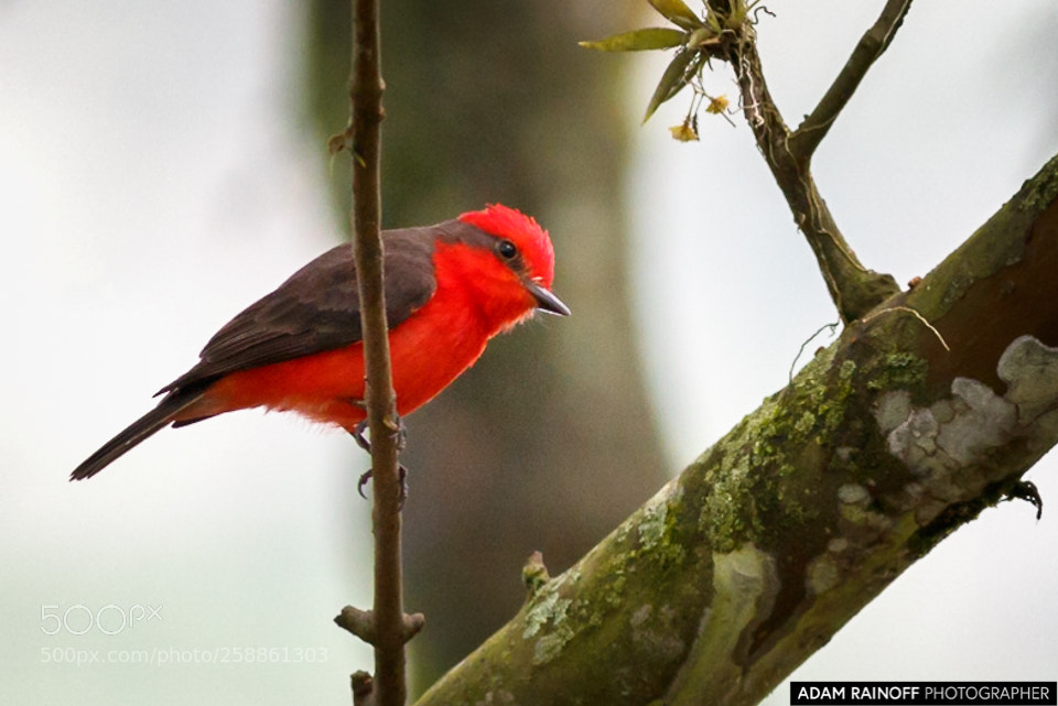 Canon EOS 70D sample photo. Vermilion flycatcher cameguadua chinchina photography
