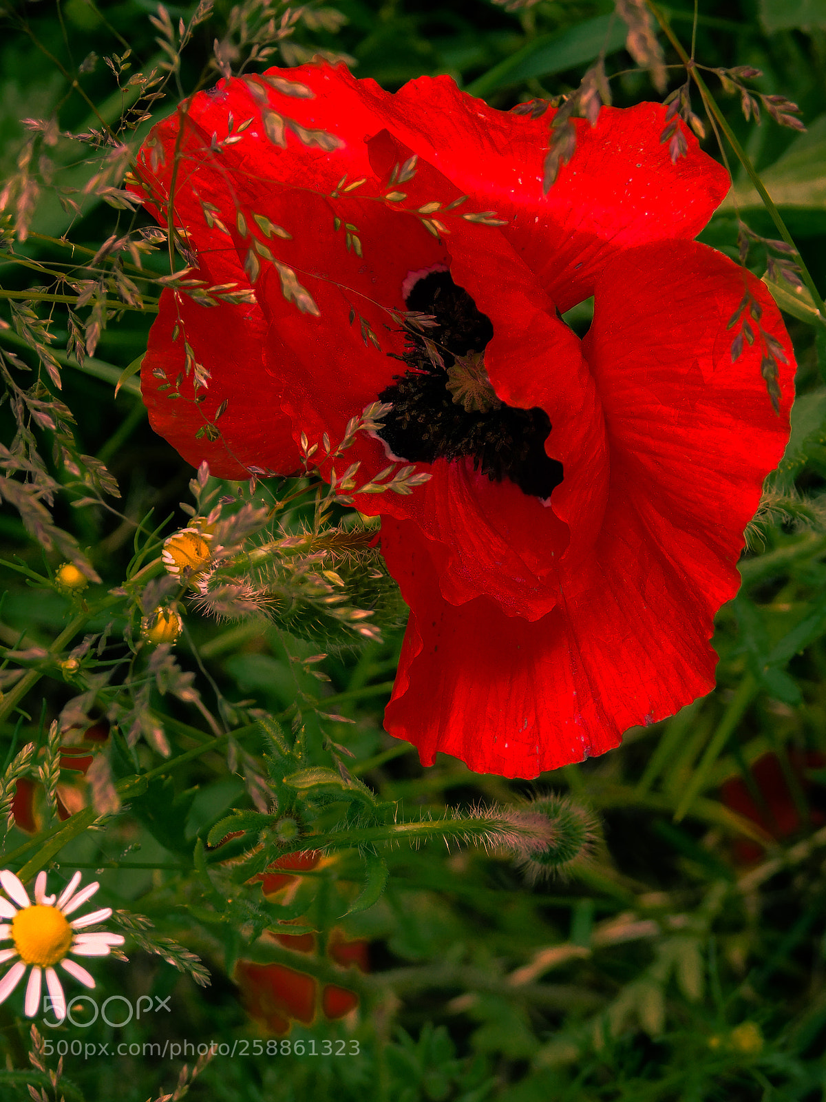 Nikon Coolpix B500 sample photo. Poppy photography