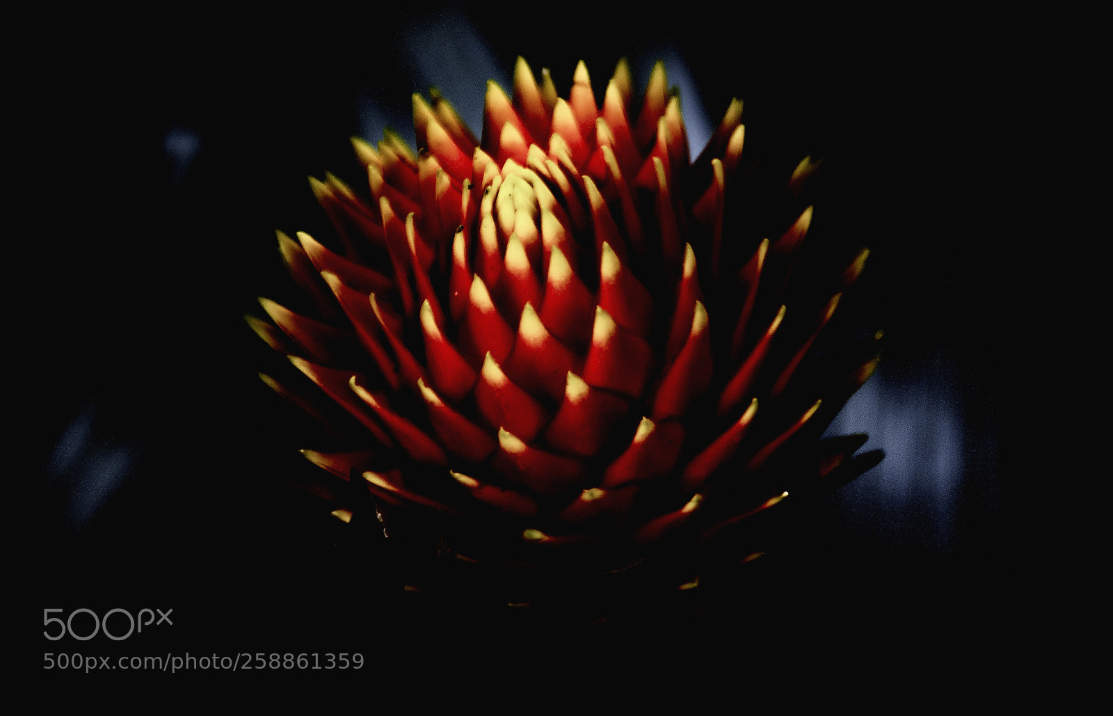 Canon EOS 750D (EOS Rebel T6i / EOS Kiss X8i) sample photo. Fiery petals photography