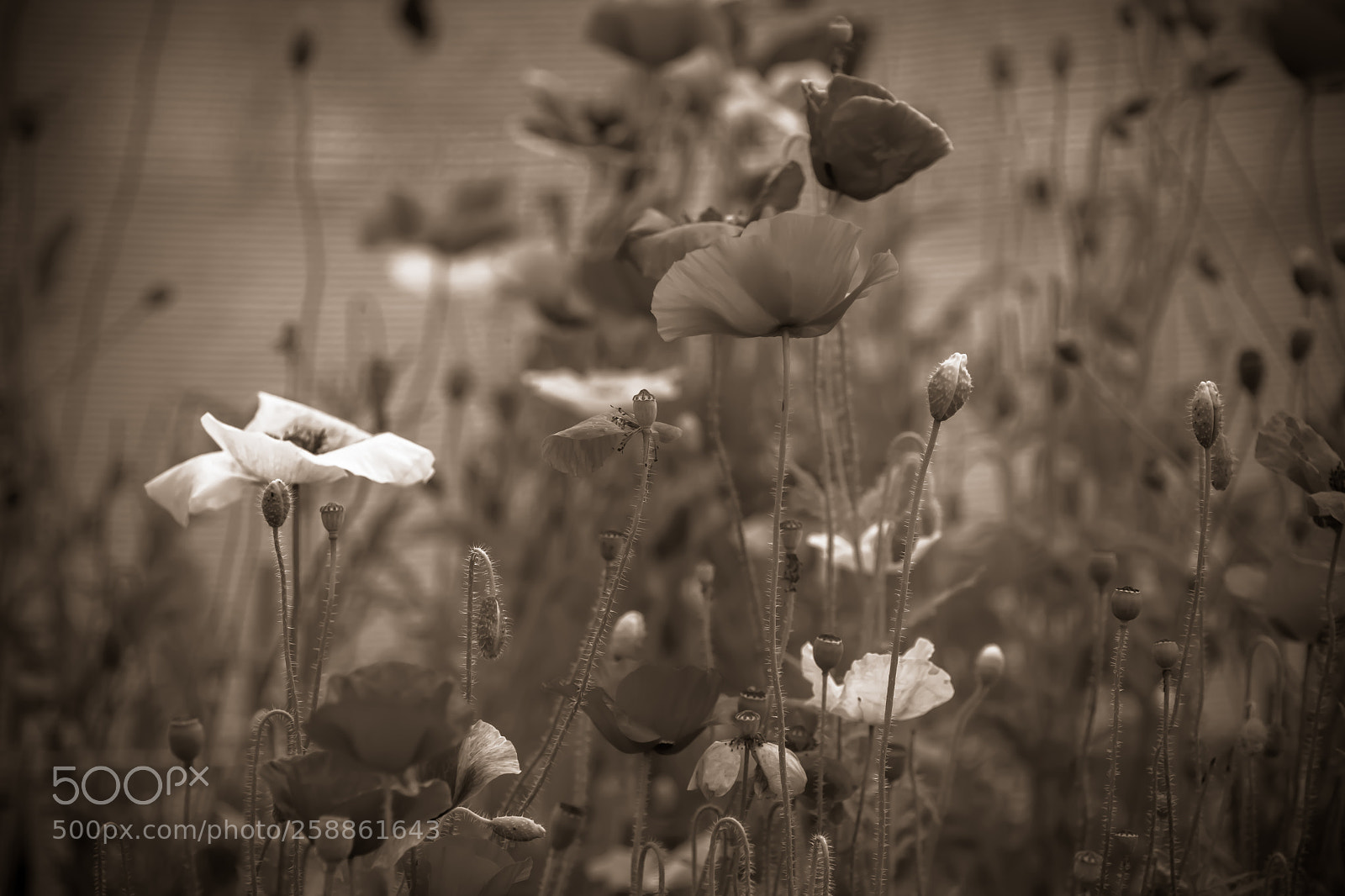 Nikon D7200 sample photo. Colorless !!! photography