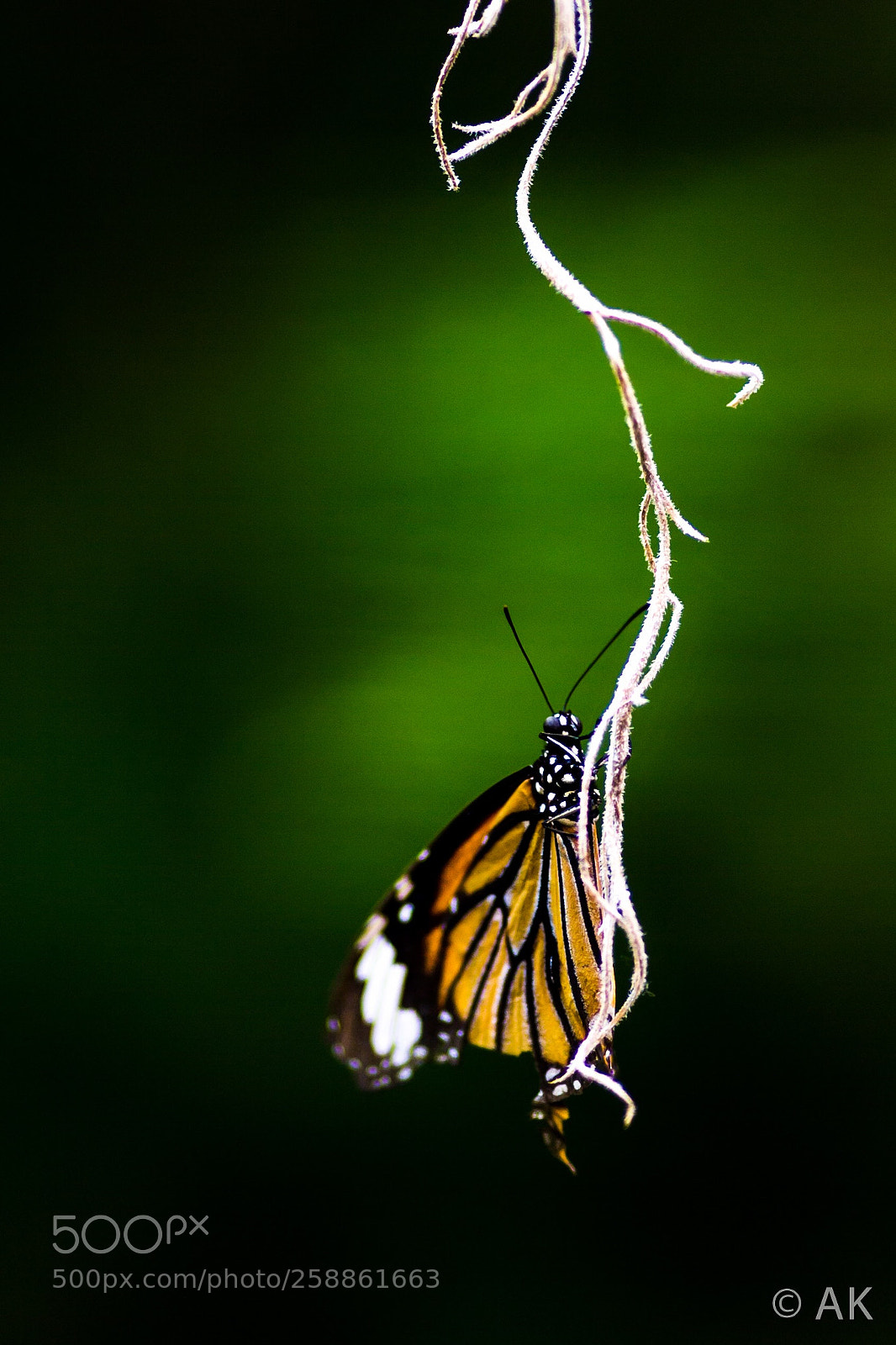 Canon EOS-1D X sample photo. Untitled photography