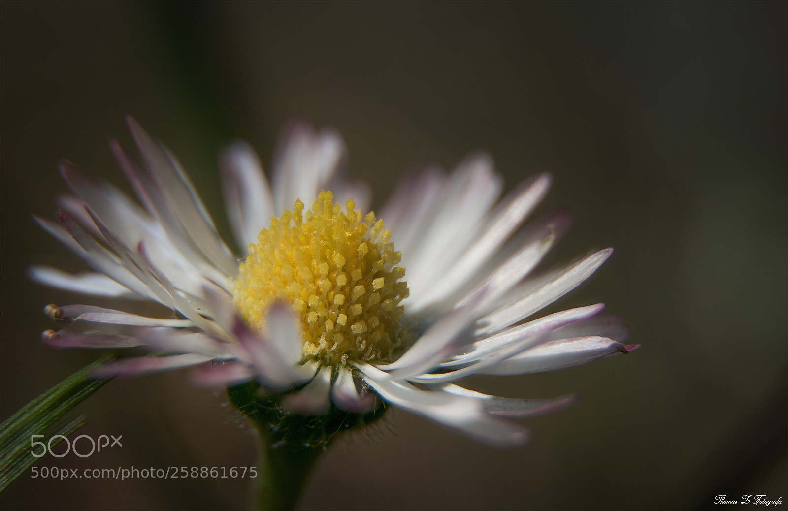 Canon EOS 750D (EOS Rebel T6i / EOS Kiss X8i) sample photo. Daisy photography
