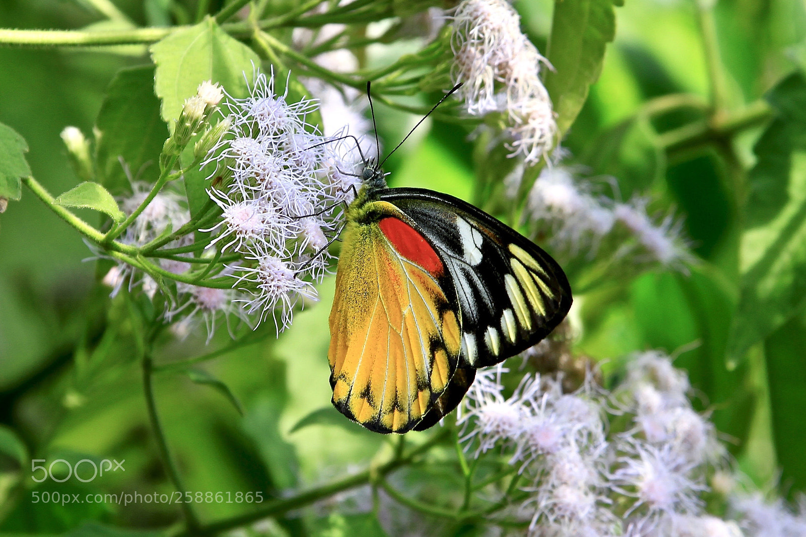 Canon EOS 7D sample photo. Untitled photography