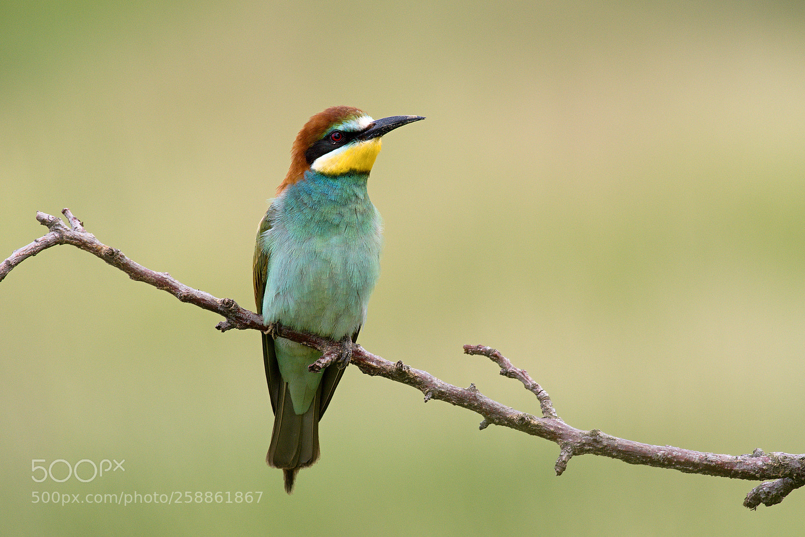 Nikon D500 sample photo. Vlha pestrá (merops apiaster) photography
