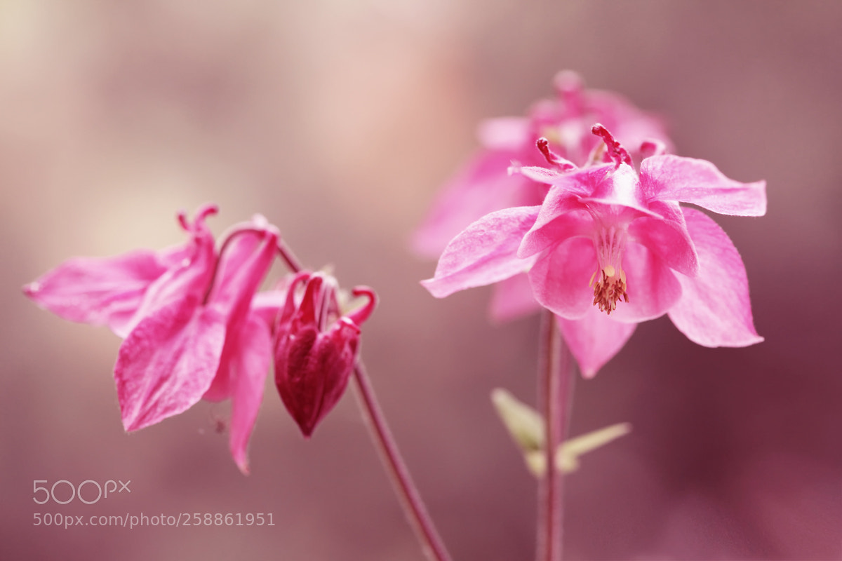 Canon EOS 5D Mark II sample photo. Springtime photography