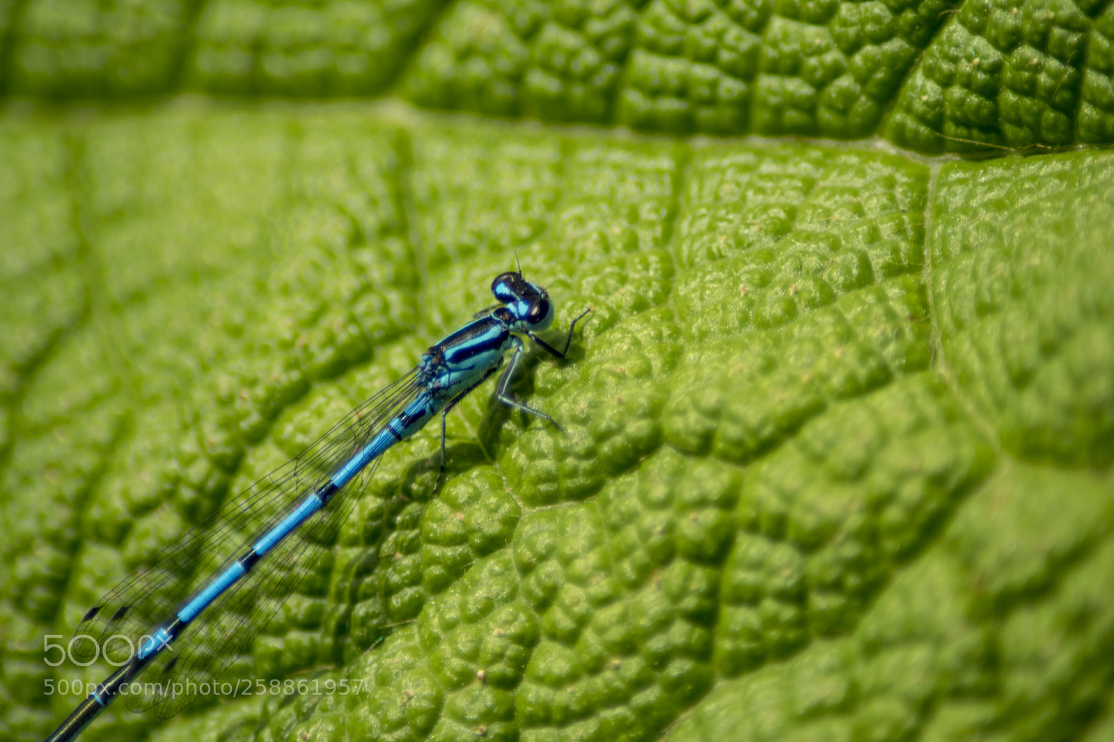 Nikon D5300 sample photo. Libelle blau photography