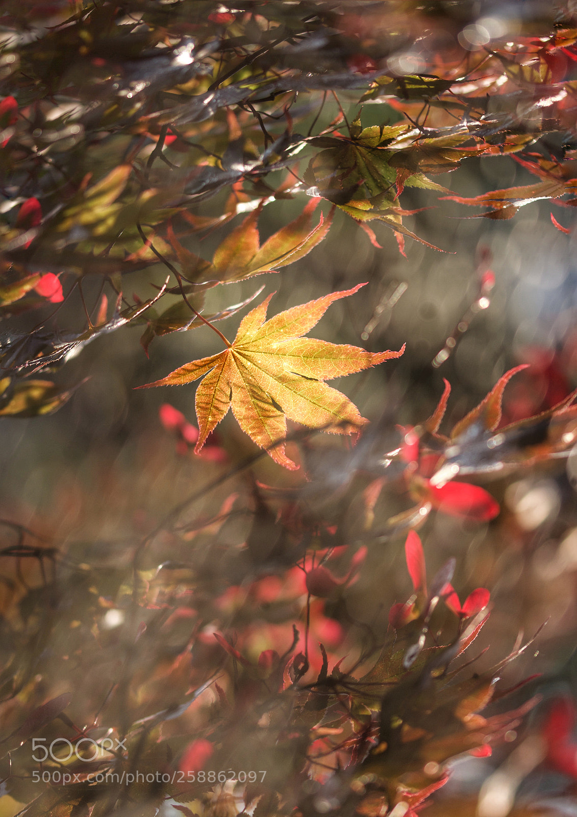 Canon EOS 7D sample photo. Untitled photography