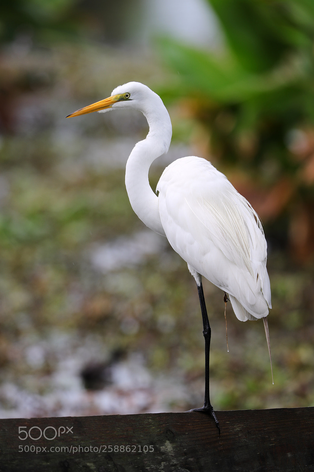 Canon EOS-1D X Mark II sample photo. 05-21-18-0018989.jpg photography