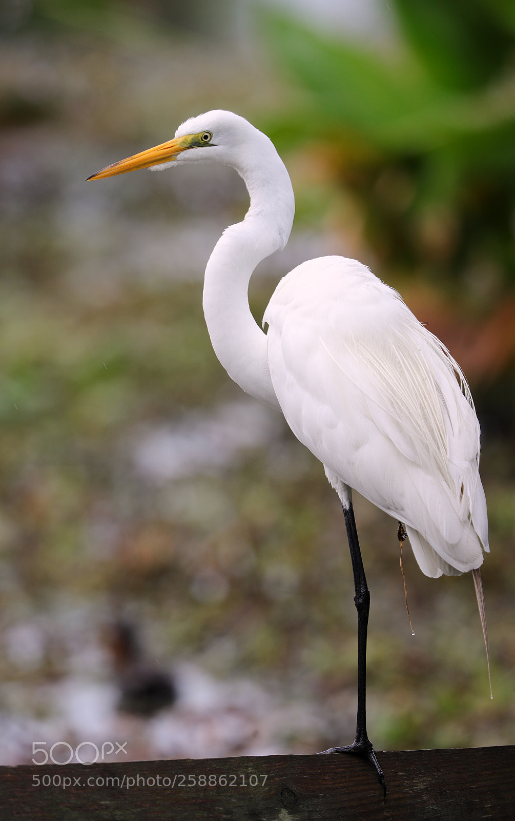 Canon EOS-1D X Mark II sample photo. 05-21-18-0018990.jpg photography