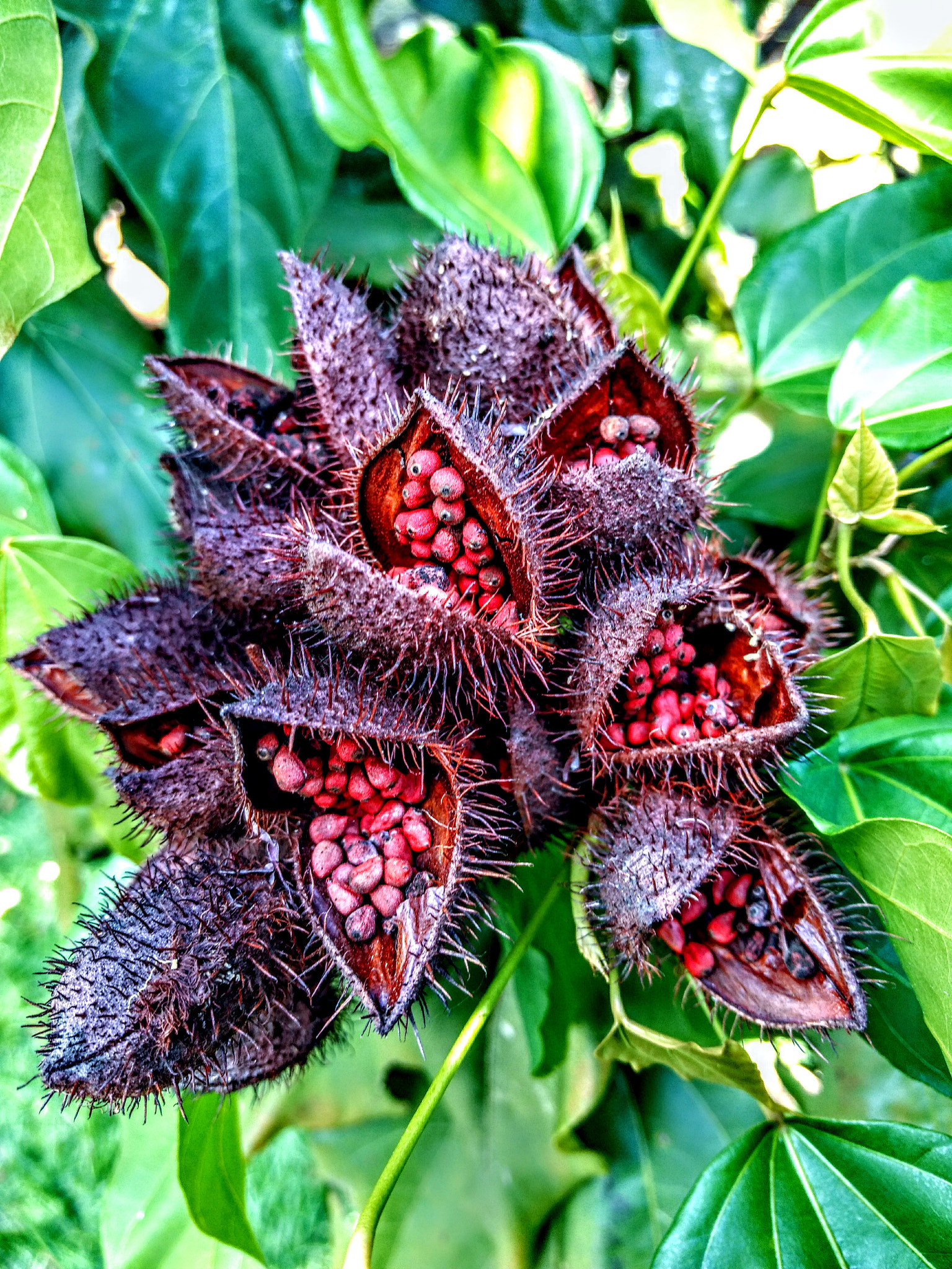 Motorola Moto Z Play sample photo. Urucum photography