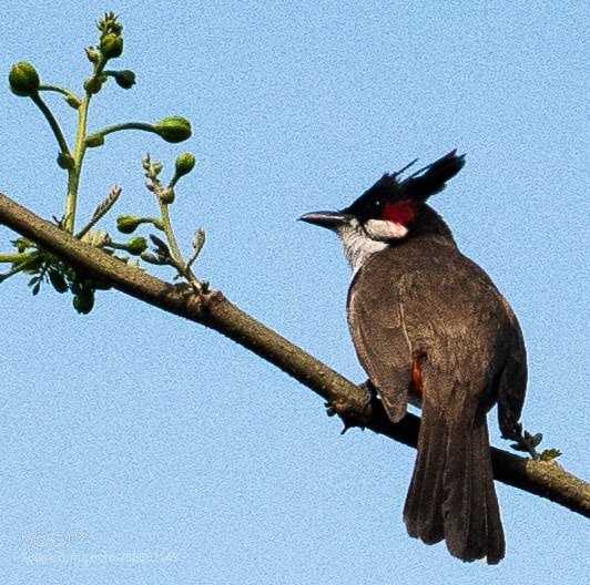 Sony a7R II sample photo. Red crested bulbul photography