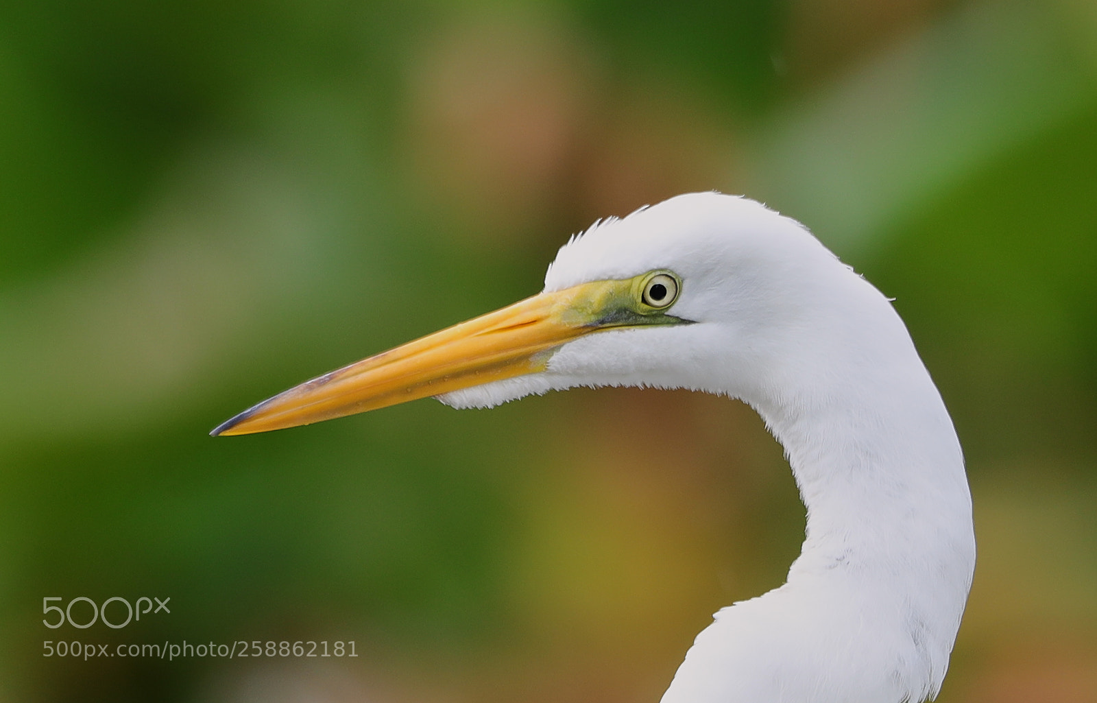 Canon EOS-1D X Mark II sample photo. 05-21-18-0018987.jpg photography