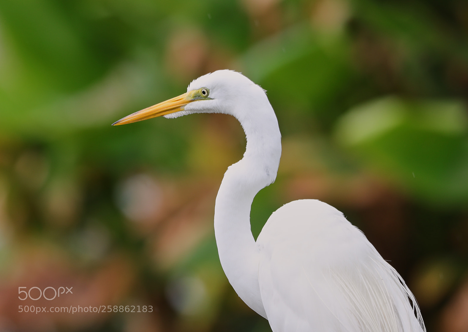 Canon EOS-1D X Mark II sample photo. 05-21-18-0018988.jpg photography