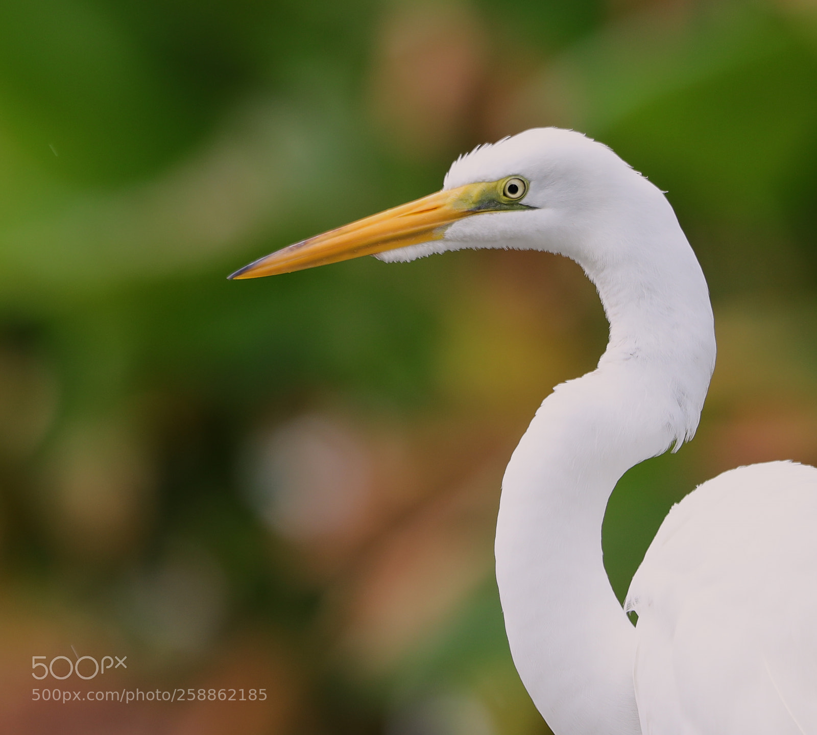 Canon EOS-1D X Mark II sample photo. 05-21-18-0018986.jpg photography