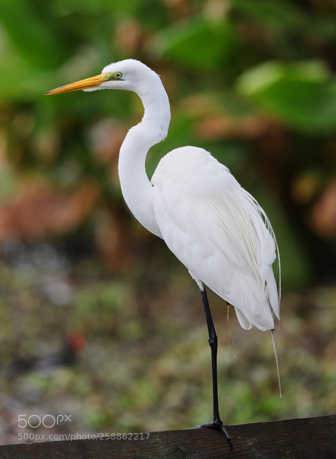 Canon EOS-1D X Mark II sample photo. 05-21-18-0018985.jpg photography