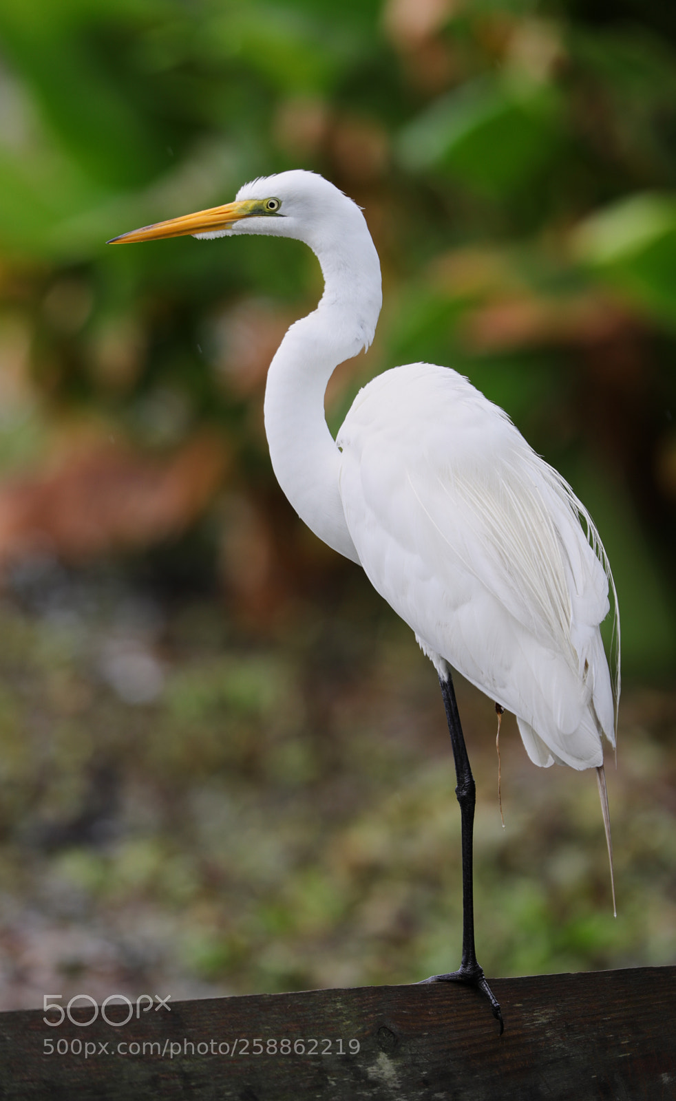 Canon EOS-1D X Mark II sample photo. 05-21-18-0018984.jpg photography