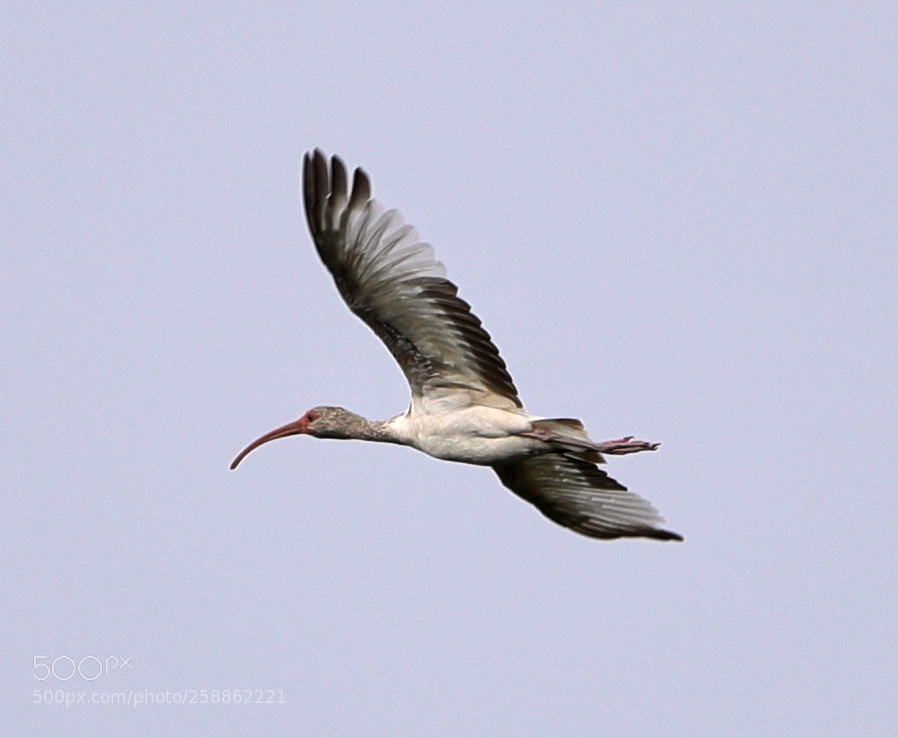Canon EOS-1D X Mark II sample photo. 05-21-18-0018982.jpg photography
