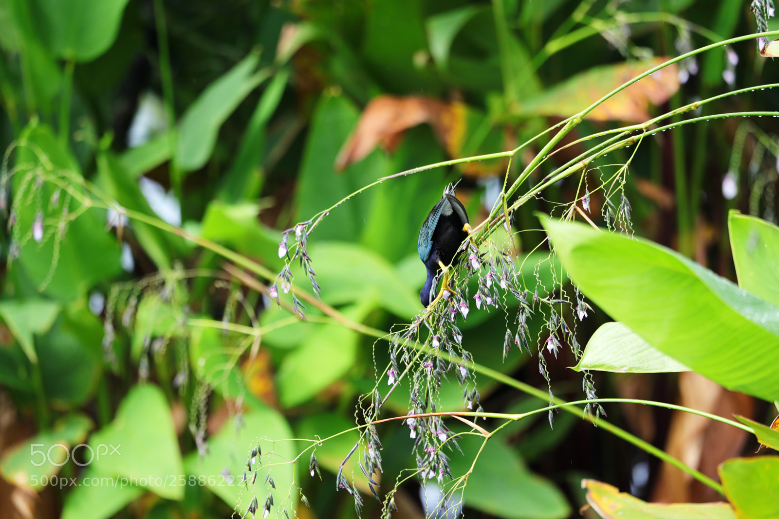 Canon EOS-1D X Mark II sample photo. 05-21-18-0018981.jpg photography