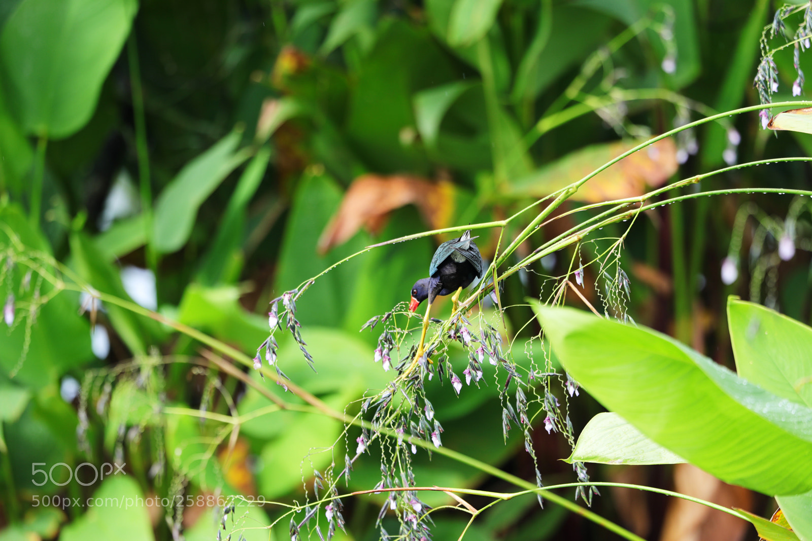Canon EOS-1D X Mark II sample photo. 05-21-18-0018980.jpg photography
