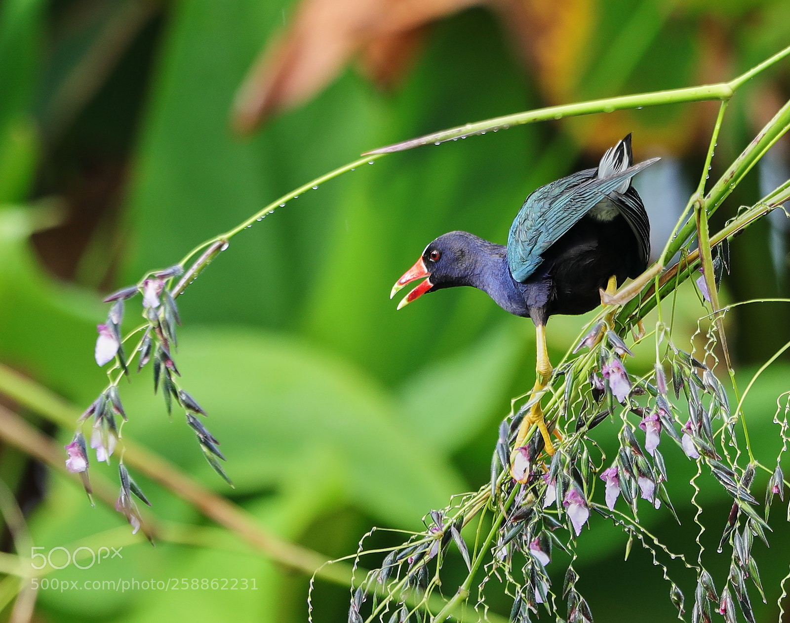 Canon EOS-1D X Mark II sample photo. 05-21-18-0018979.jpg photography