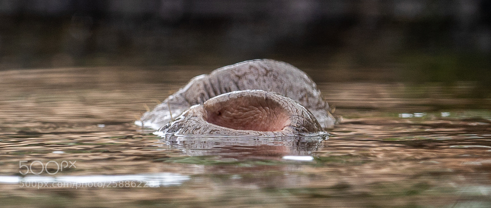 Nikon D810 sample photo. Nostrils photography