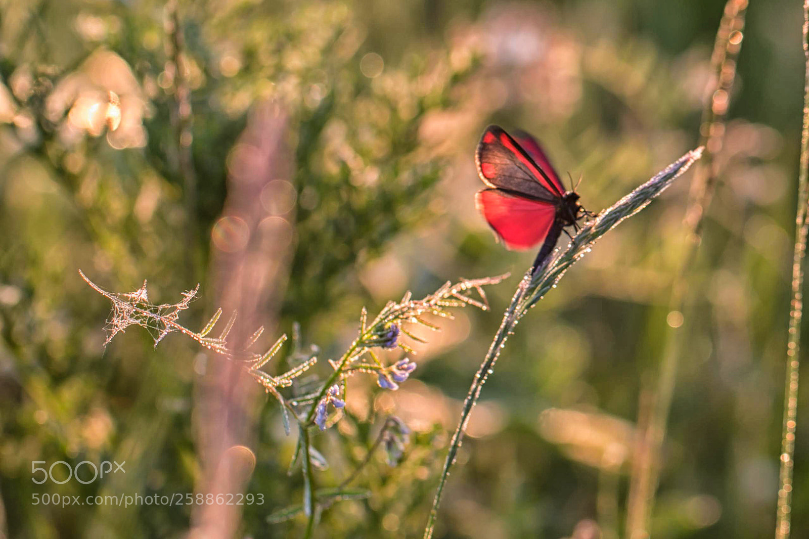 Canon EOS 7D Mark II sample photo. Red butterfly photography
