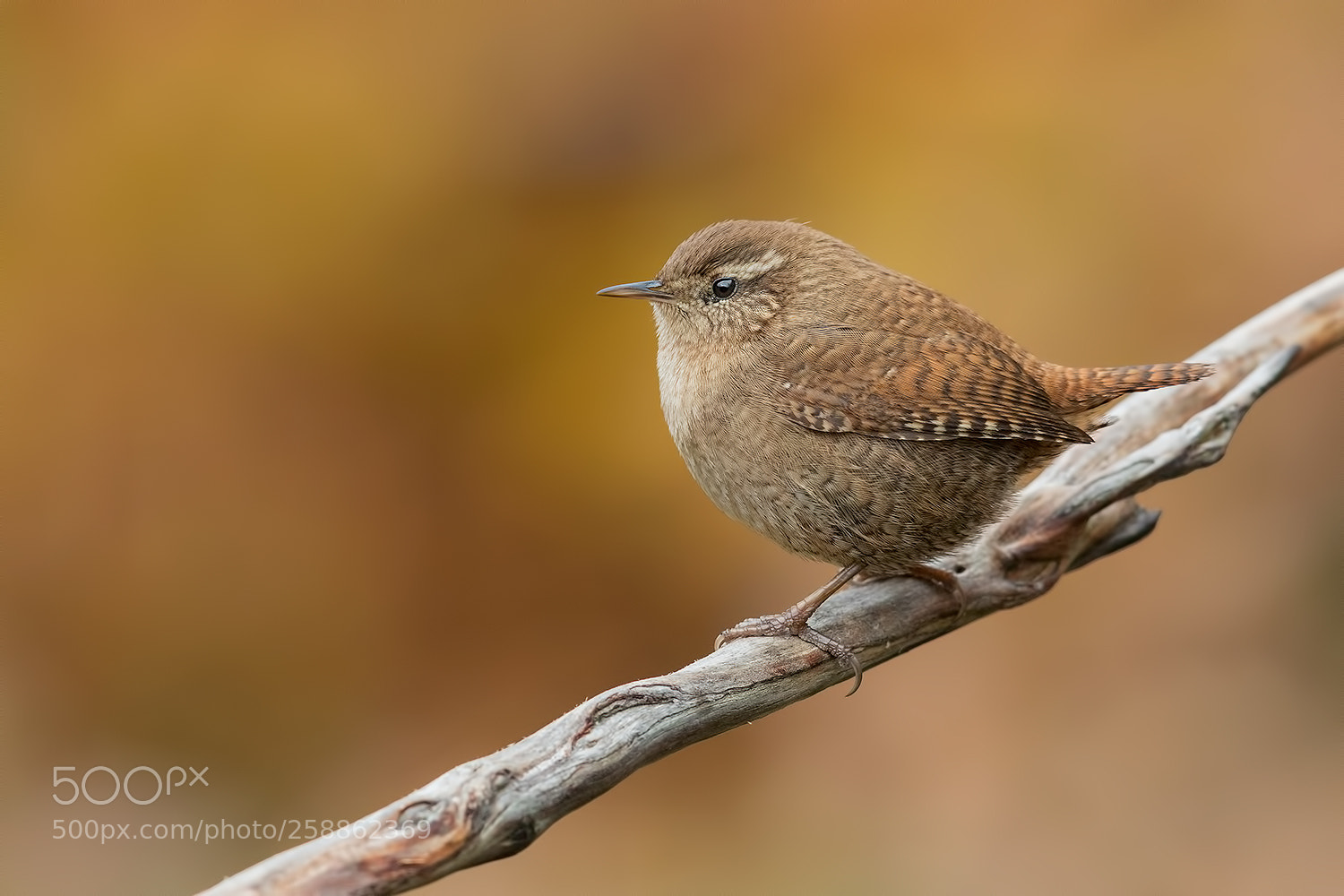 Canon EOS 5D Mark IV sample photo. Wren autumn colors photography