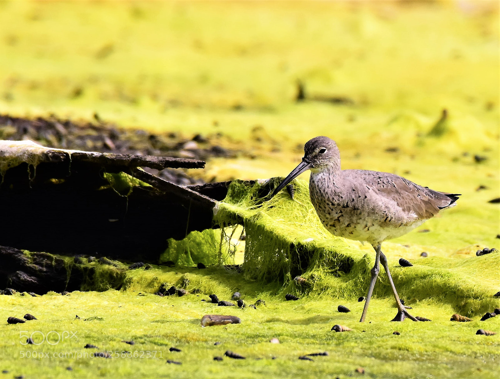 Nikon D7200 sample photo. Willet in wonderland. photography