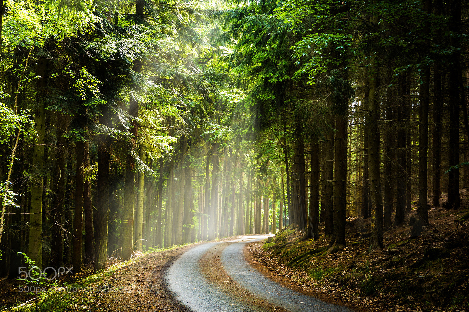 Canon EOS 6D sample photo. Czech forest in the photography