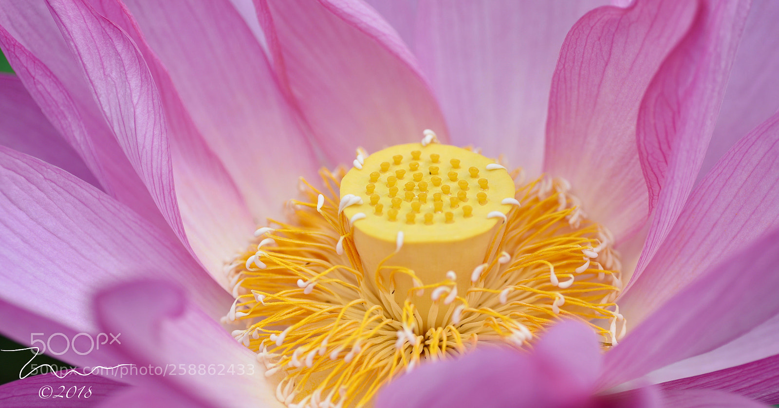 Nikon D750 sample photo. Macro pink photography