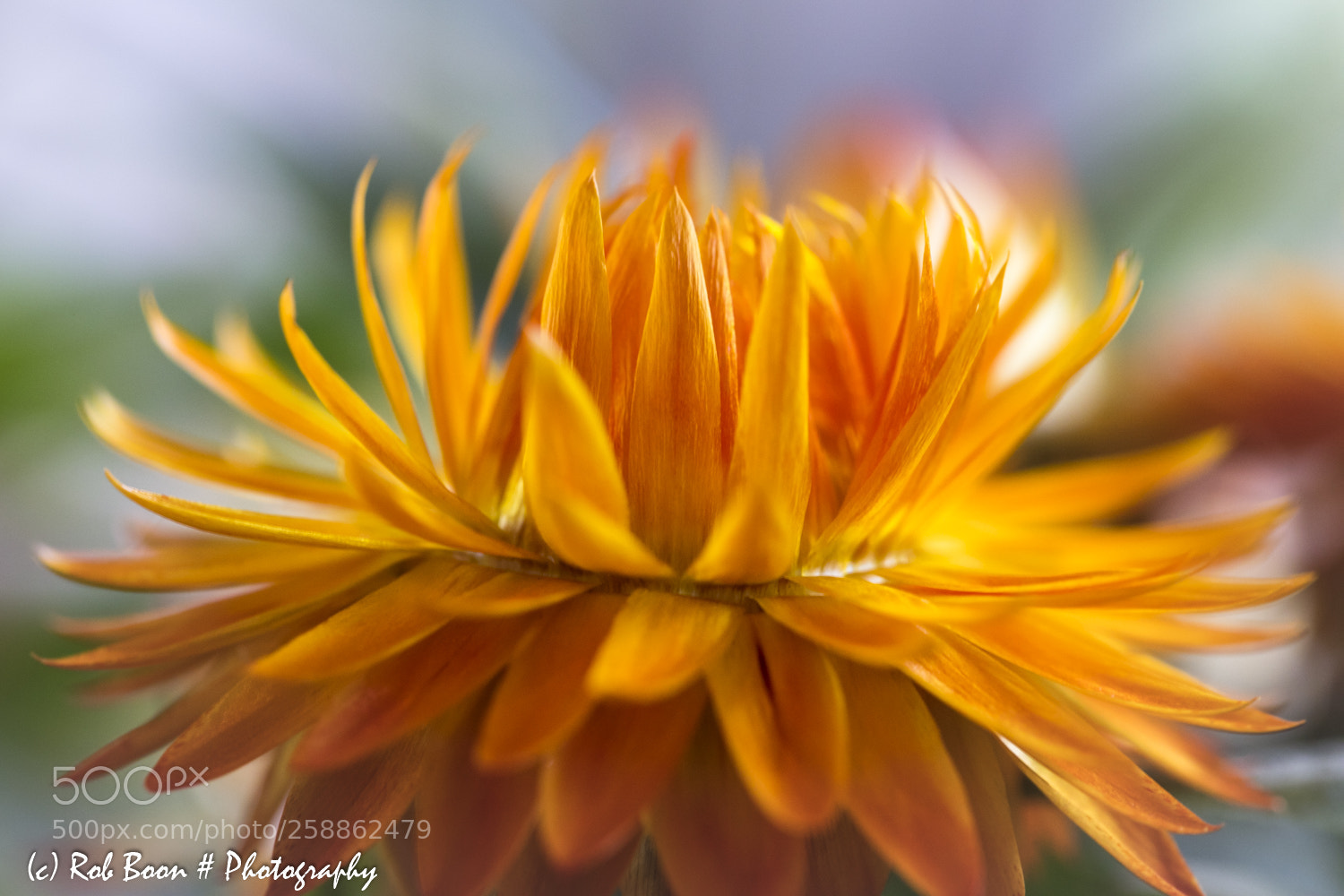 Canon EOS 5DS sample photo. Strobloem photography