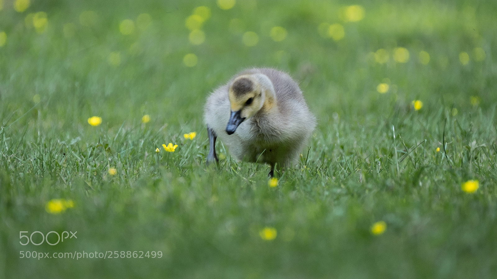 Fujifilm X-T2 sample photo. Goose baby photography