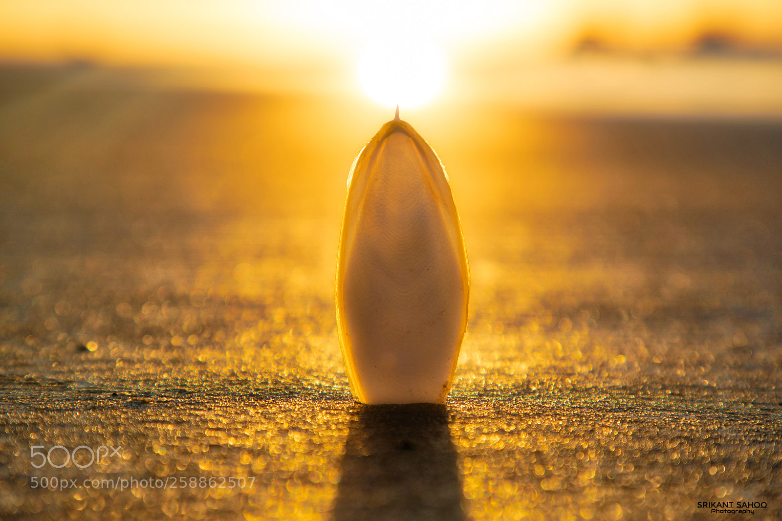 Canon EOS 5D Mark IV sample photo. Golden magic photography
