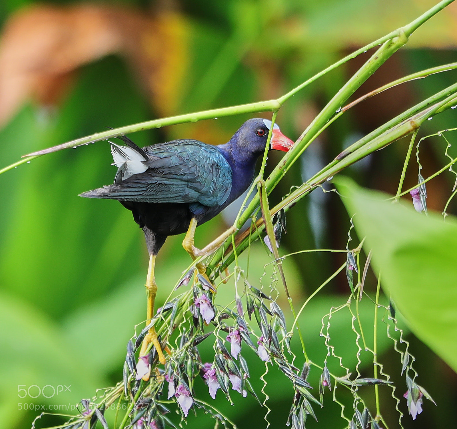 Canon EOS-1D X Mark II sample photo. 05-21-18-0018974.jpg photography