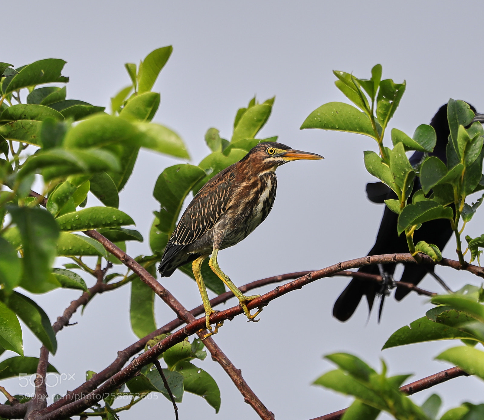 Canon EOS-1D X Mark II sample photo. 05-21-18-0018970.jpg photography