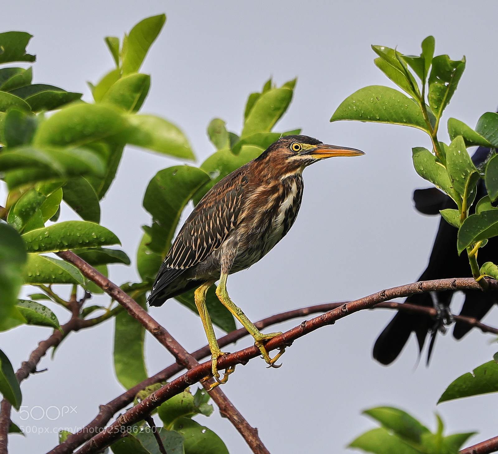 Canon EOS-1D X Mark II sample photo. 05-21-18-0018969.jpg photography
