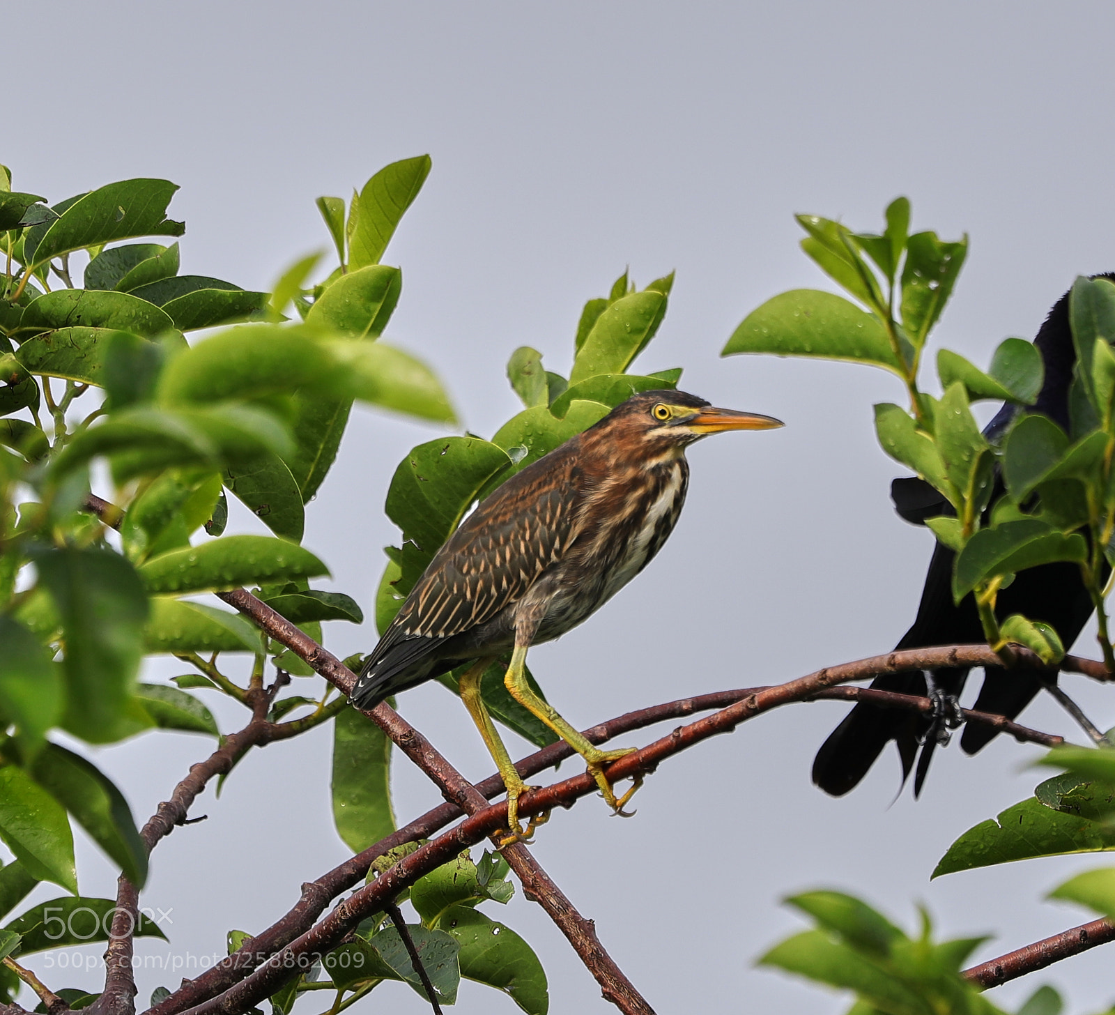 Canon EOS-1D X Mark II sample photo. 05-21-18-0018973.jpg photography