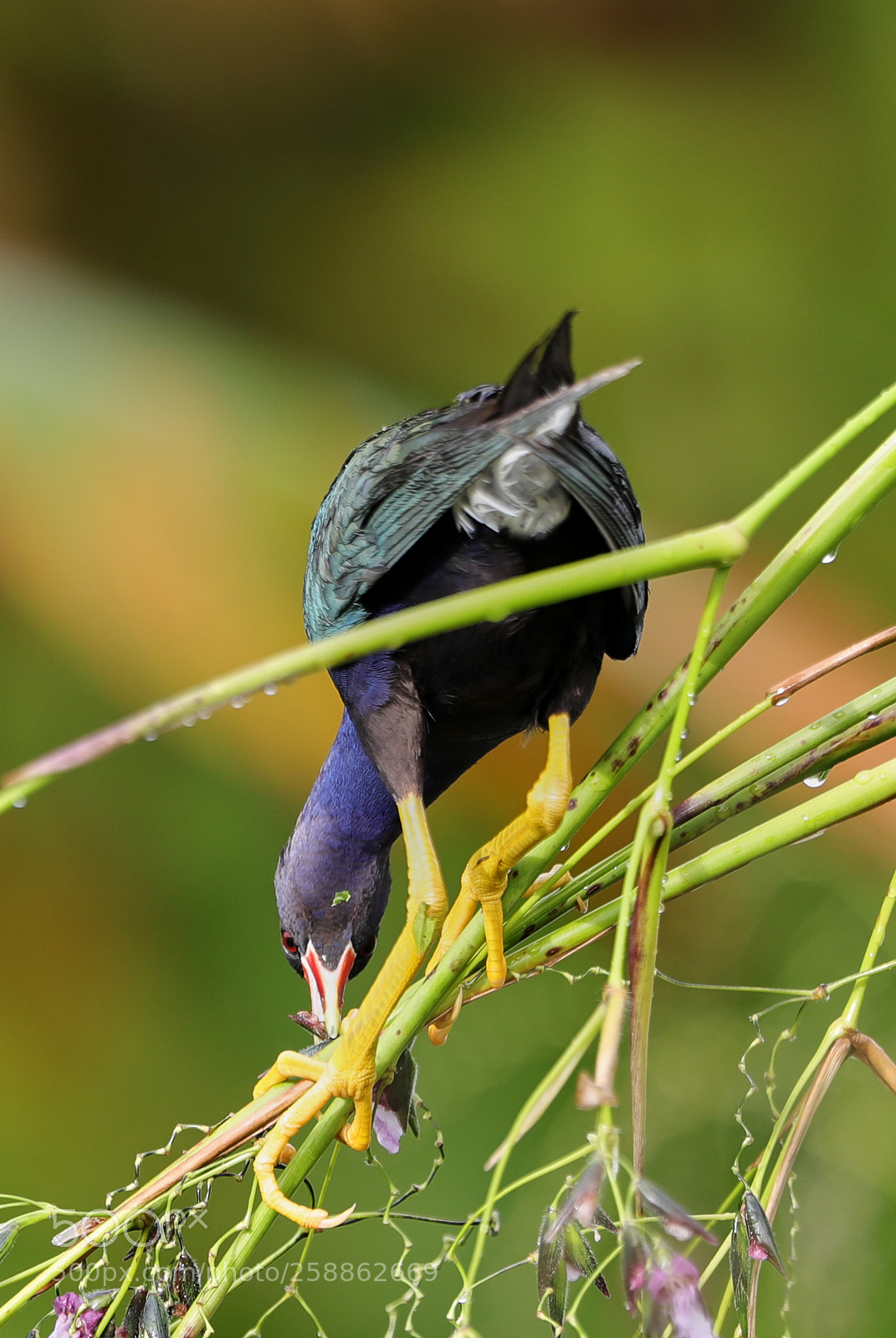 Canon EOS-1D X Mark II sample photo. 05-21-18-0018963.jpg photography