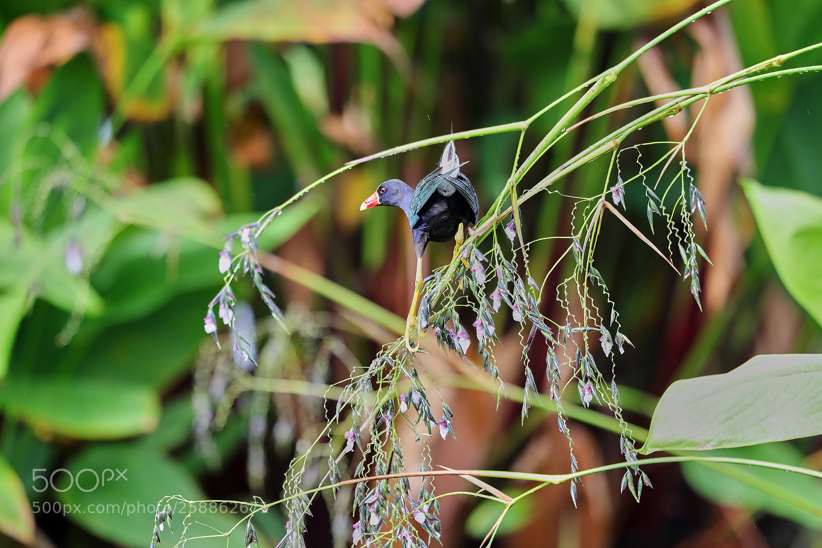 Canon EOS-1D X Mark II sample photo. 05-21-18-0018968.jpg photography