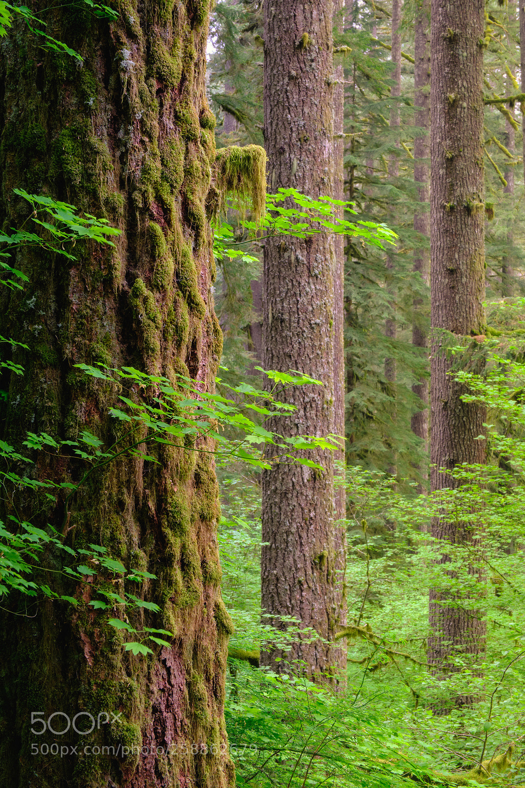 Fujifilm X-T2 sample photo. Forest services photography